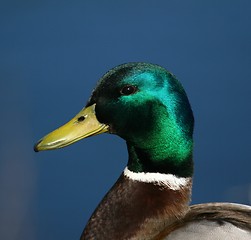 Image showing Mallard