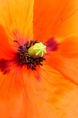 Image showing Poppy