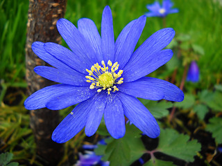 Image showing Blue spring flower Anemona