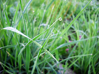 Image showing Green grass natural background