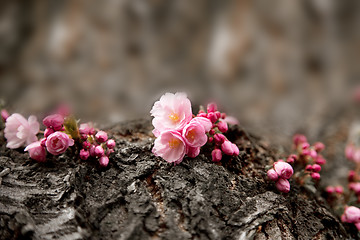 Image showing Cherry Blossoms