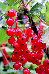 Image showing Currant