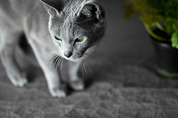 Image showing Russian Blue Cat