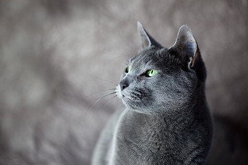 Image showing Russian Blue Cat