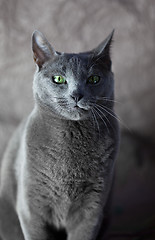 Image showing Russian Blue Cat