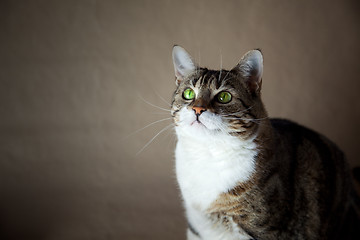 Image showing Cat