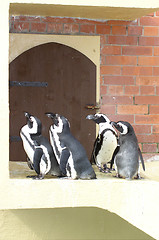 Image showing Penguins