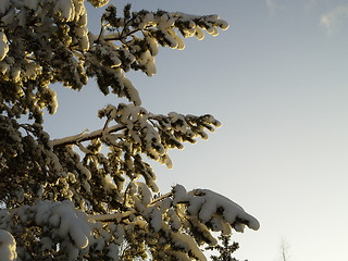 Image showing snow on tree tops