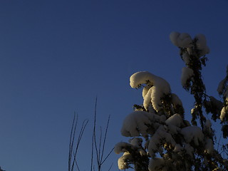 Image showing snow on tree tops