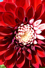 Image showing Dahlia