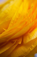 Image showing Yellow Persian Buttercup Flower Ranunculus asiaticus