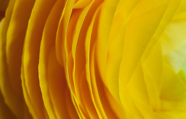 Image showing Yellow Persian Buttercup Flower Ranunculus asiaticus