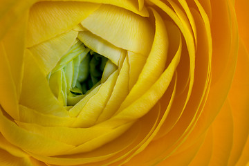 Image showing Yellow Persian Buttercup Flower Ranunculus asiaticus