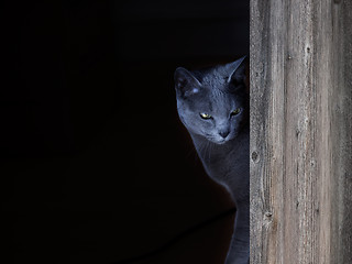 Image showing Russian Blue Cat