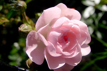 Image showing Rose