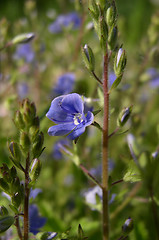 Image showing Flower