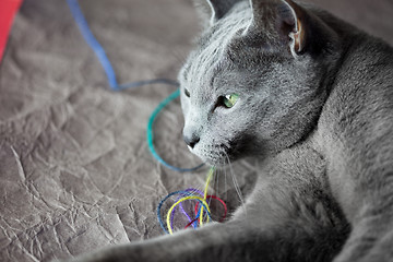 Image showing Russian Blue Cat