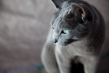 Image showing Russian Blue Cat