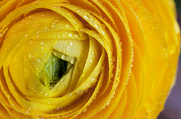 Image showing Yellow Persian Buttercup Flower Ranunculus asiaticus