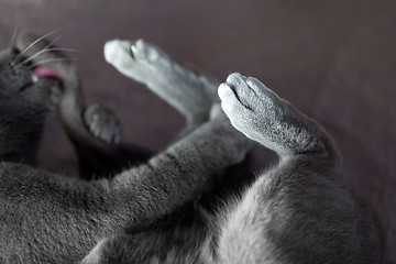 Image showing Russian Blue Cat