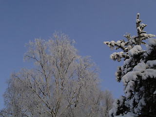 Image showing Snow on trees tops 