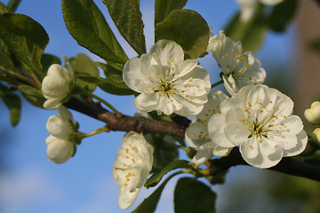 Image showing Plum Bloom