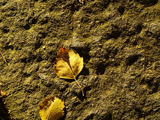 Image showing dry leafs on stone