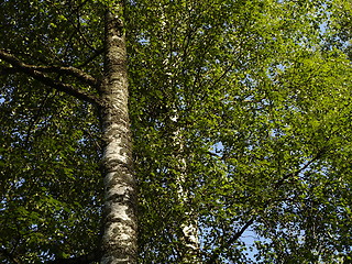 Image showing birches at spring