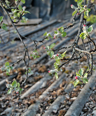 Image showing A branch of apple