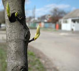 Image showing Blossoming the leaves on the tree