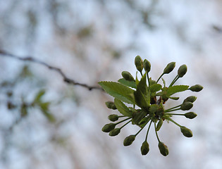 Image showing Flower buds on a branch