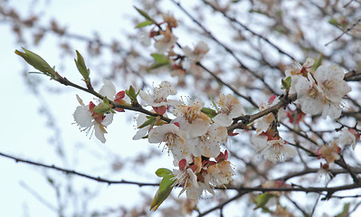 Image showing Flowering tree branches