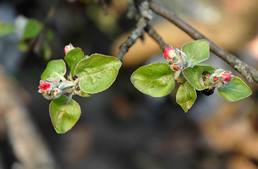 Image showing Spring flowers blossoming on a tree branch