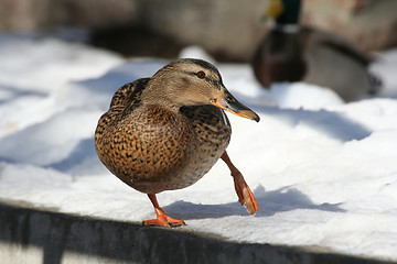 Image showing Duck