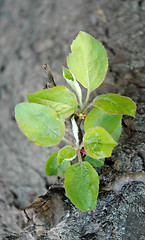 Image showing Branch with leaves, spring