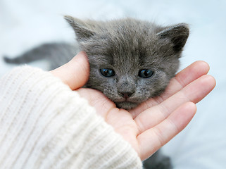 Image showing Gray kitten in her hand