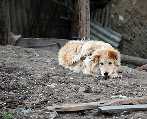 Image showing Guard dog