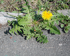 Image showing Dandelion