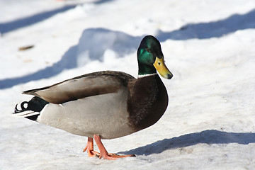 Image showing Duck