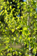 Image showing leaves of a birch tree