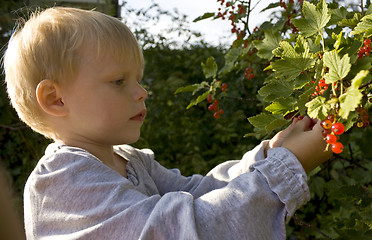 Image showing Child picking berries