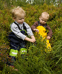 Image showing Children picking berries