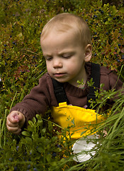 Image showing Child picking berries