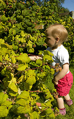 Image showing Child picking berries