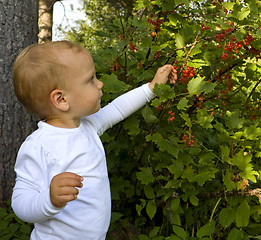 Image showing Child picking berries