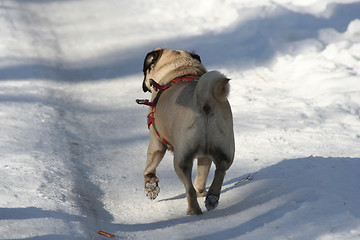 Image showing Dog in Walk