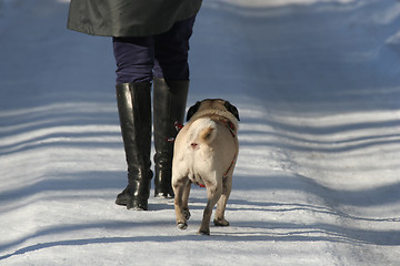 Image showing Walking