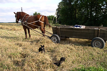 Image showing Haymaking