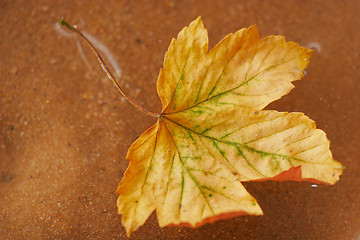 Image showing autumn leaves floating in the water