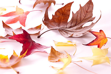 Image showing autumn leaves